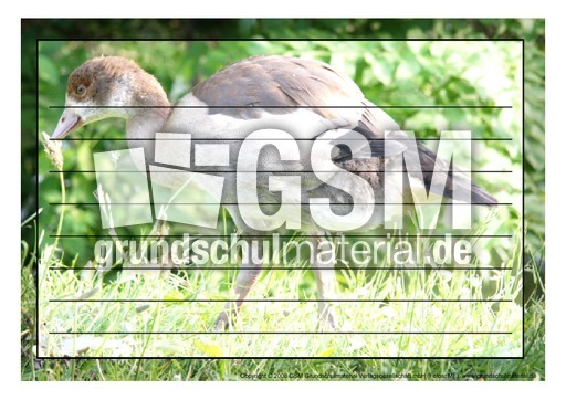 Schmuckrahmen-Nilgans-2.pdf